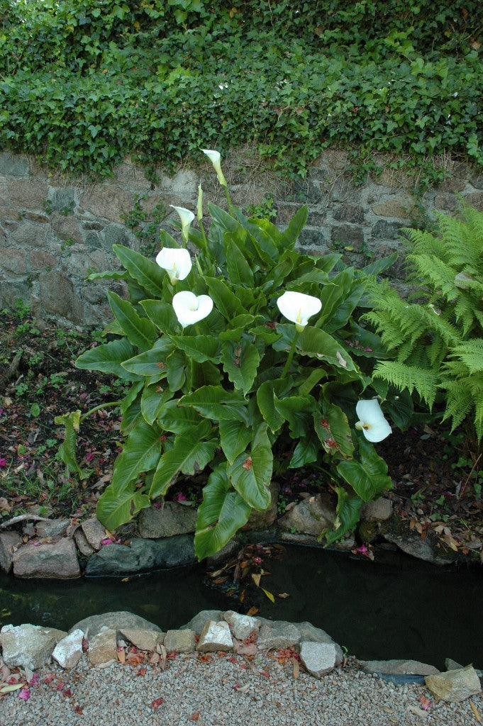 White Calla Lilies - 2 bulbs