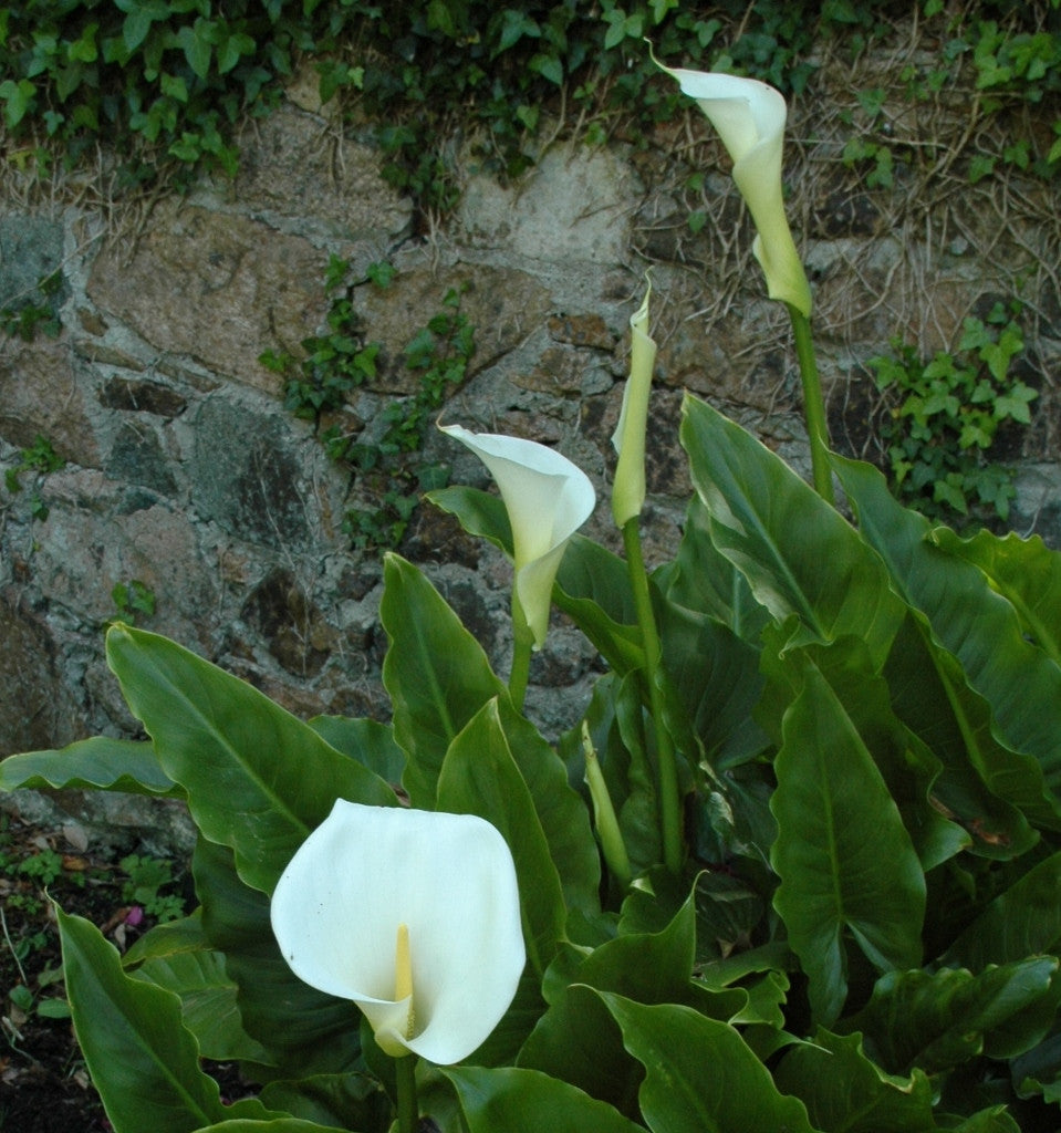 Southern Bulbs Calla Lilies - Thumbnail 3