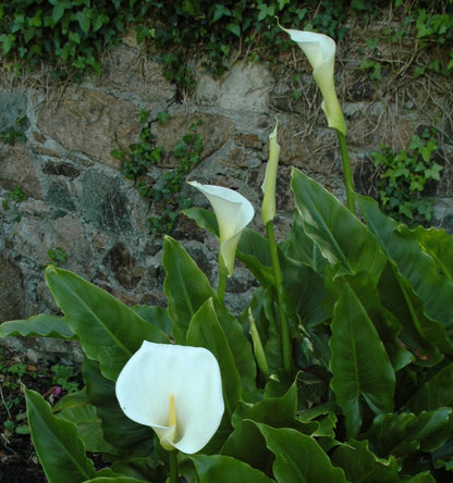 White Calla Lilies - 2 bulbs