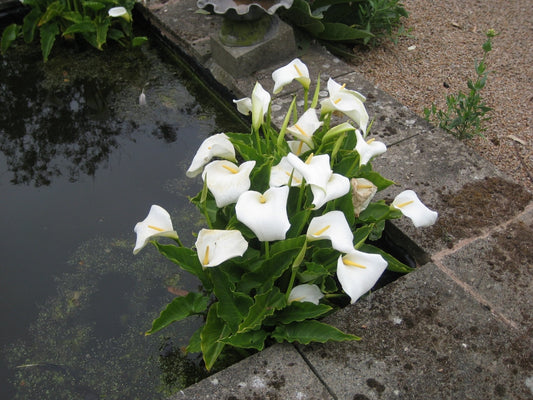 White Calla Lilies - 2 bulbs