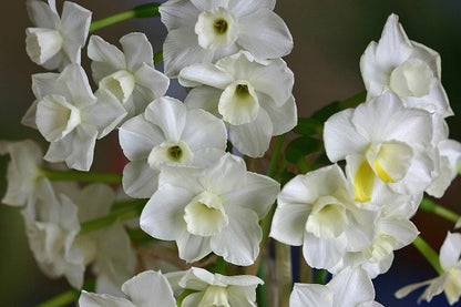 Daffodil 'Desert Bells' - 5 bulbs