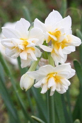 (Pack of 3) Wonderful citrus fragrance with long-lasting clusters of orange and white blooms. Zones 8b-10
