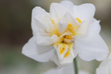 (Pack of 3) Wonderful citrus fragrance with long-lasting clusters of orange and white blooms. Zones 8b-10