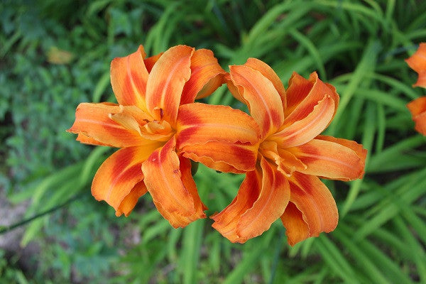 Double Orange Daylily - 5 Fleshy Roots