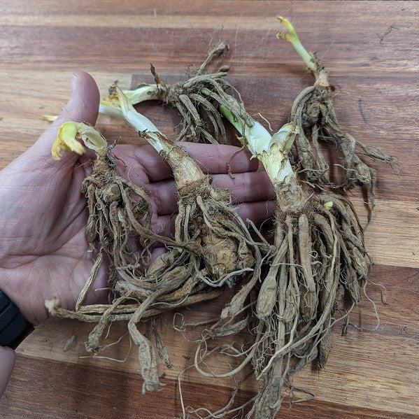 Double Orange Daylily - 5 Fleshy Roots