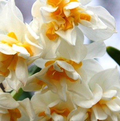 (Pack of 3) Wonderful citrus fragrance with long-lasting clusters of orange and white blooms. Zones 8b-10