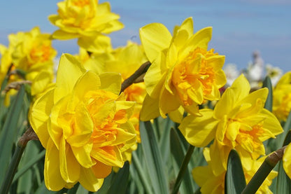 Daffodil 'Double Sunrise' - 5 bulbs