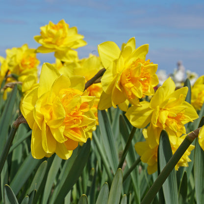 Daffodil 'Double Sunrise' - 5 bulbs