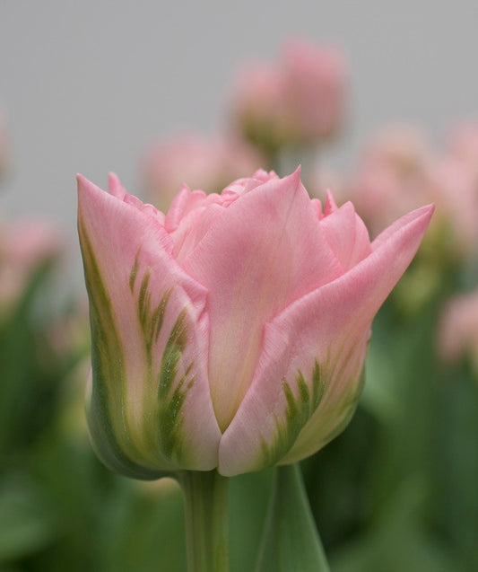 Tulipa 'Dreamer' - 5 bulbs