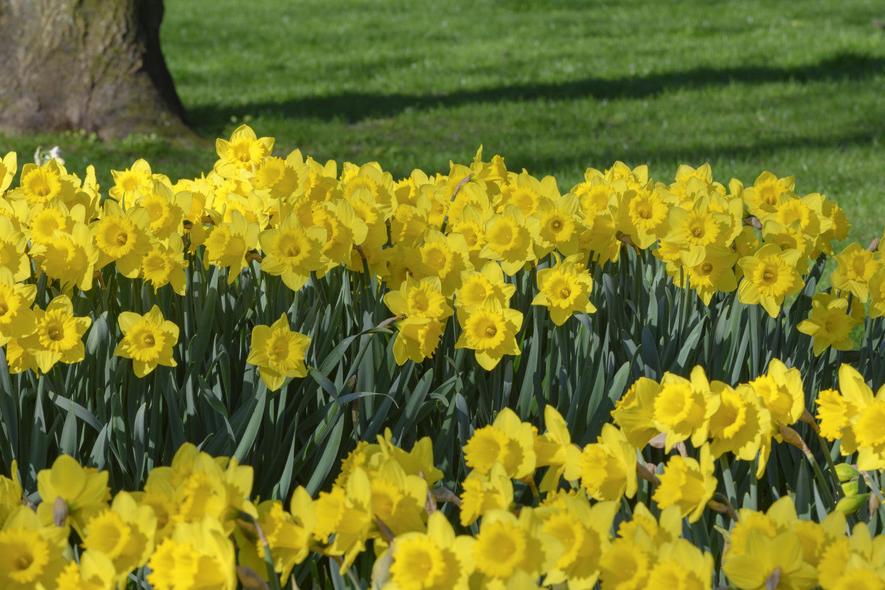 Daffodil 'Dutch Master' - 5 bulbs