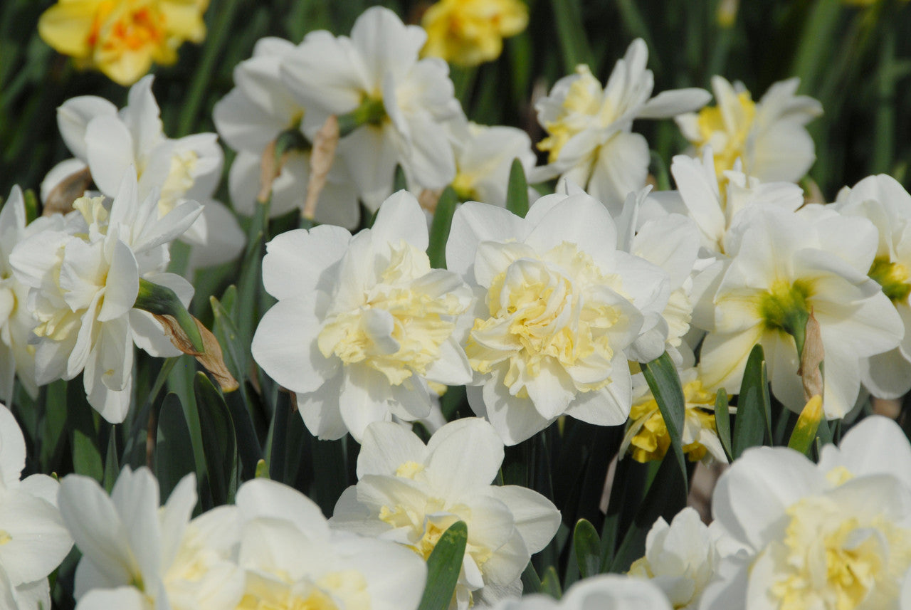 Daffodil 'Easter Born' - 5 bulbs