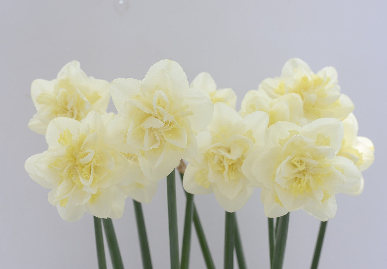 Daffodil 'Easter Born' - 5 bulbs