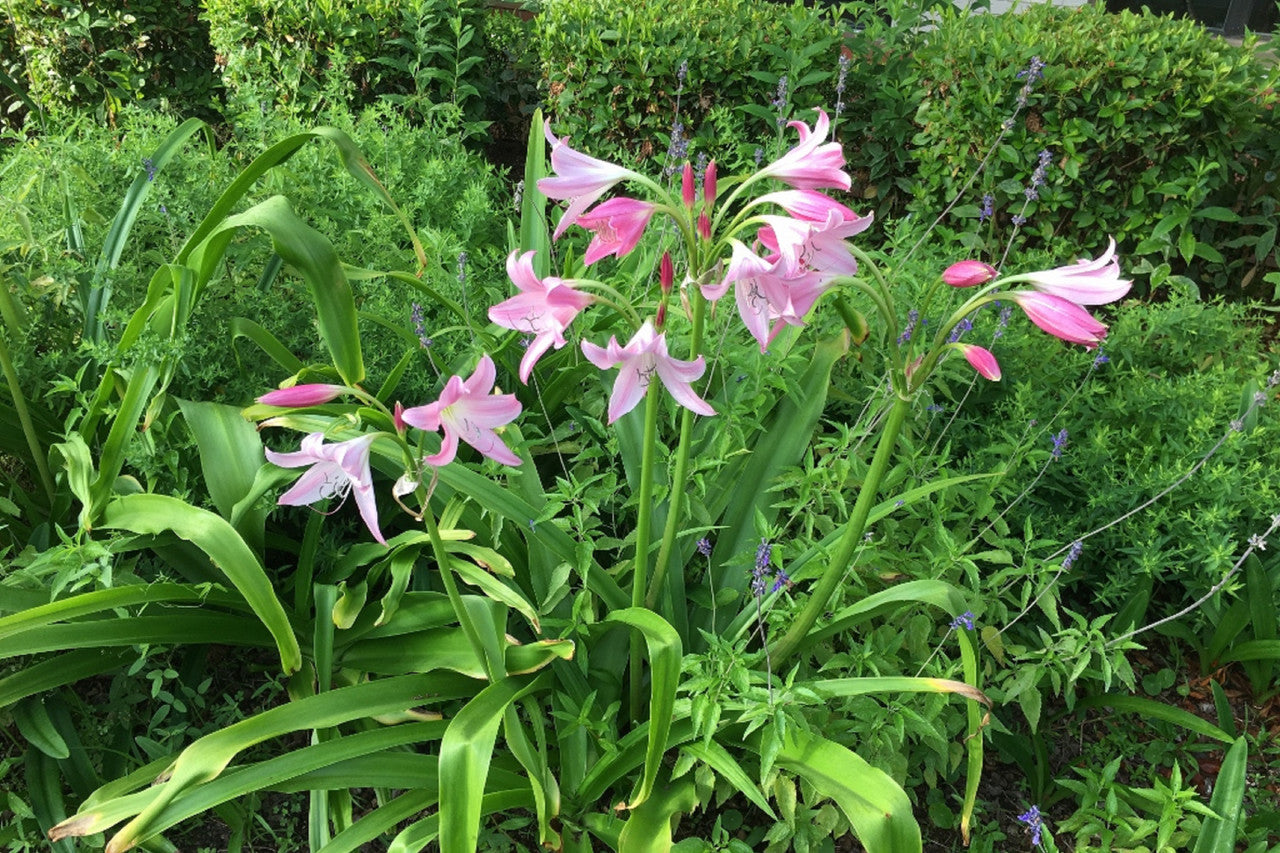 Crinum 'Bradley' - 1 bulb