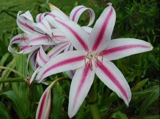 Crinum 'Stars and Stripes' - 1 - 2 gallon pot