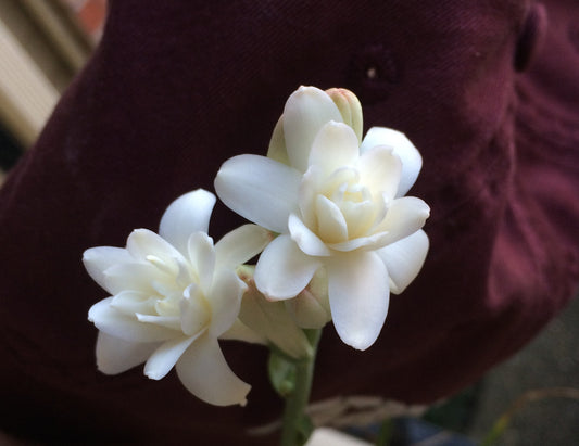 Double Tuberose (Polianthes)- 5 tubers