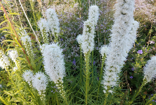 Liatris spicata 'Floristan White' - 10 bulbs