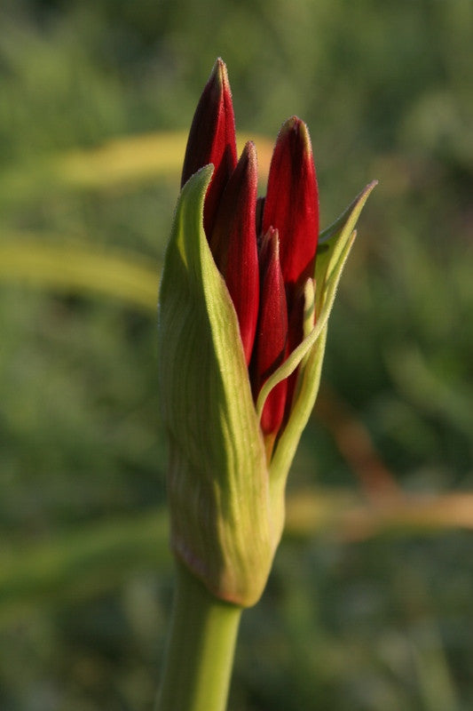 Crinum 'Ellen Bosanquet' - 1 bulb