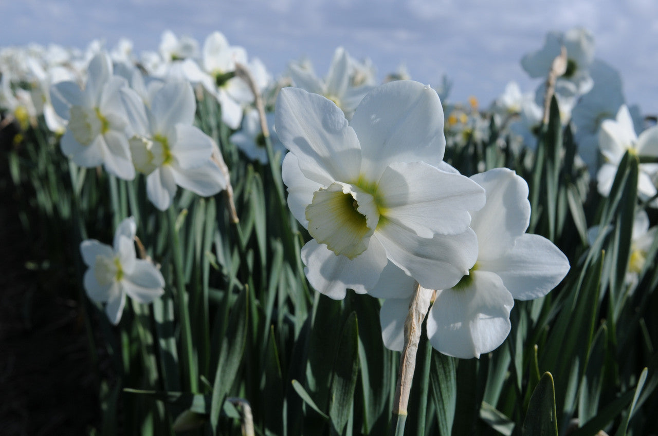 Daffodil 'Emerald Green'