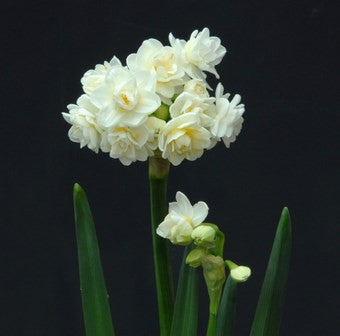 Daffodil  'Erlicheer' - 5 bulbs