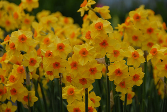 Daffodil 'Falconet' - 5 bulbs
