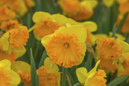 Daffodil 'Ferris Wheel' - 5 bulbs