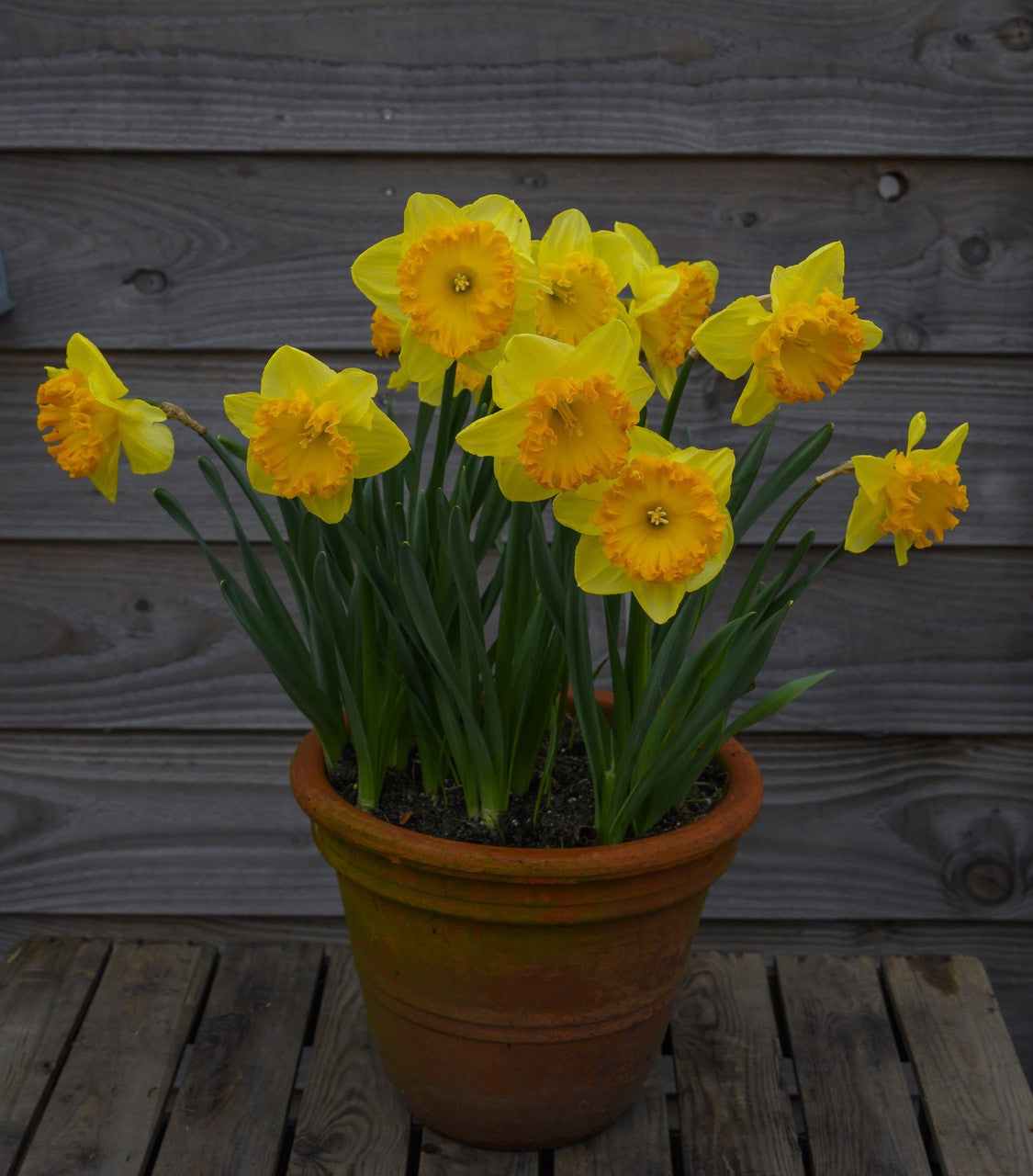 Daffodil 'Ferris Wheel' - 5 bulbs