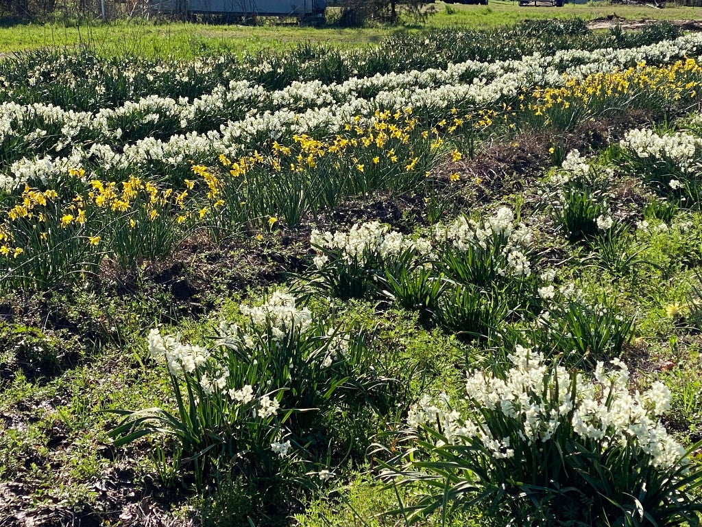 Farm Tour- March 18, 2027