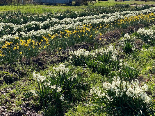 Farm Tour- March 18, 2027