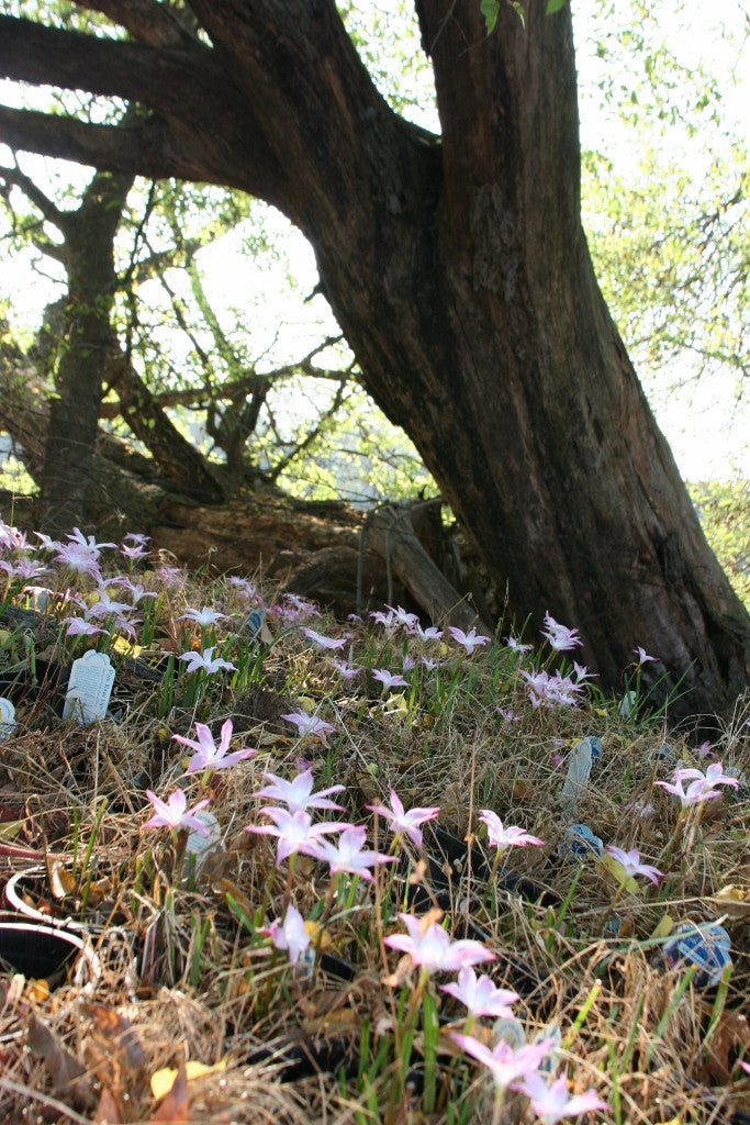 Zephyranthes 'Labuffarosa' - Pink Rain Lily - 1 - 1 gallon pot