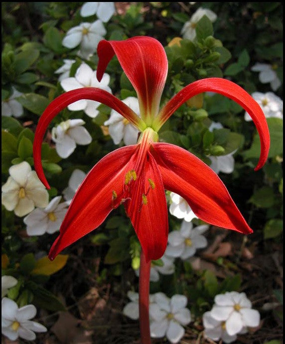 jacobean lily flower Sprekelia formosissima sp. 'Aztec Lily'