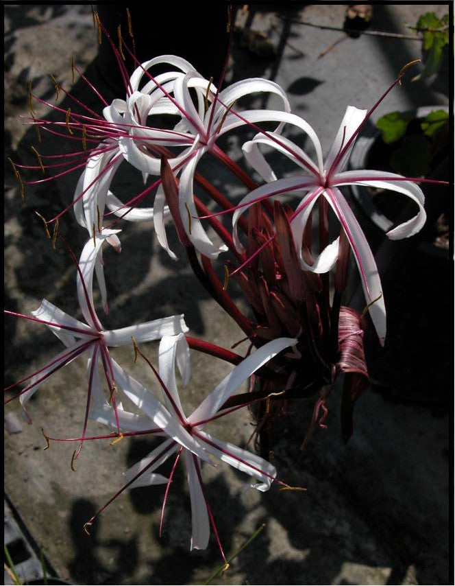 The flowers are nice, but they are really just an added bonus to the more desired structure and foliage of the plant.