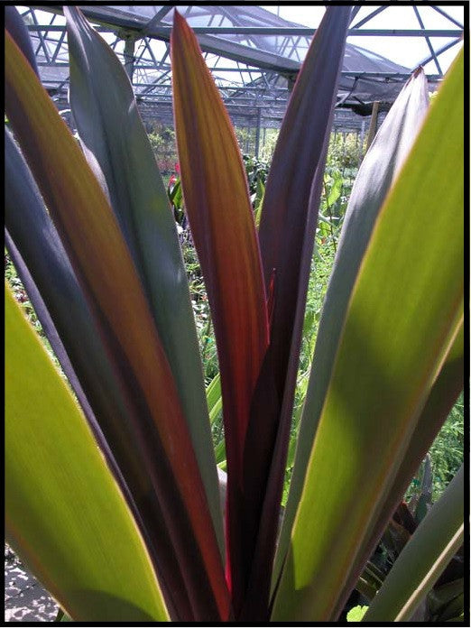 Dark colored thick foliage is stunning.