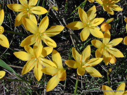 Zephyranthes citrina 'Yellow Rain Lily' - 10 bulbs