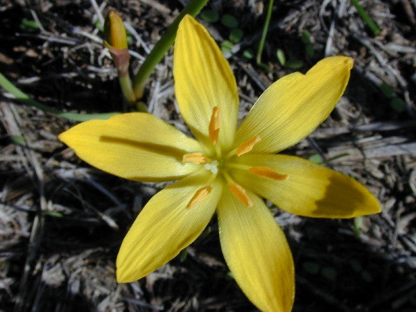 Zephyranthes citrina 'Yellow Rain Lily' - 10 bulbs
