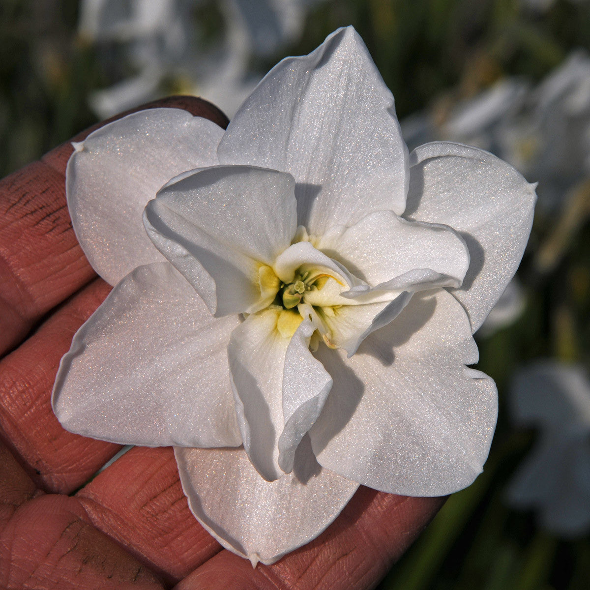 Daffodil 'Frostbite' - 5 bulbs