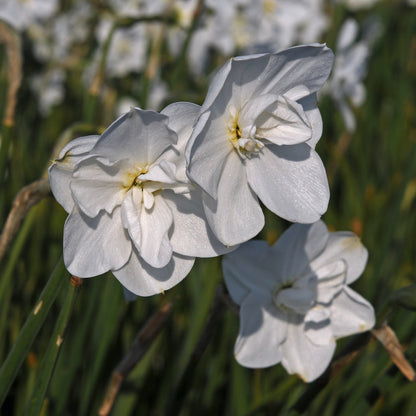 Daffodil 'Frostbite' - 5 bulbs