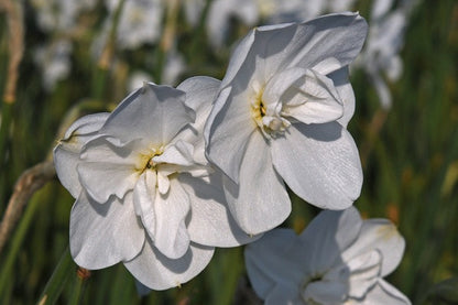 Daffodil 'Frostbite' - 5 bulbs
