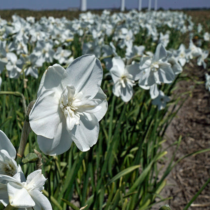Daffodil 'Frostbite' - 5 bulbs