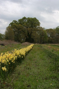 Heirloom 'Golden Dawn' - 10 bulbs