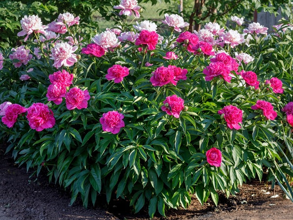 Peony 'Karl Rosenfield' - 1 root crown