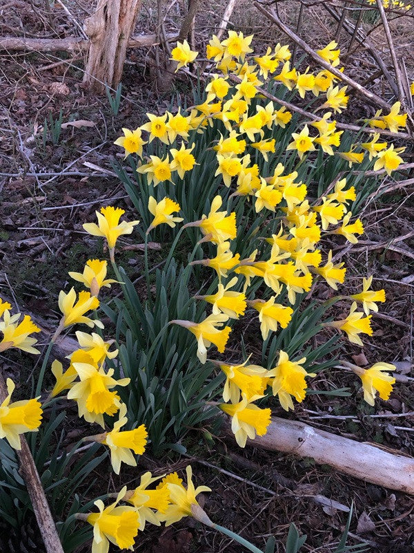Heirloom 'Lent Lily' - 10 bulbs