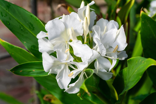 Butterfly Ginger Lily - 3 rhizomes