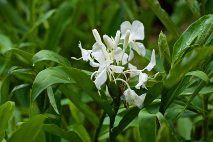 Butterfly Ginger Lily - 3 rhizomes