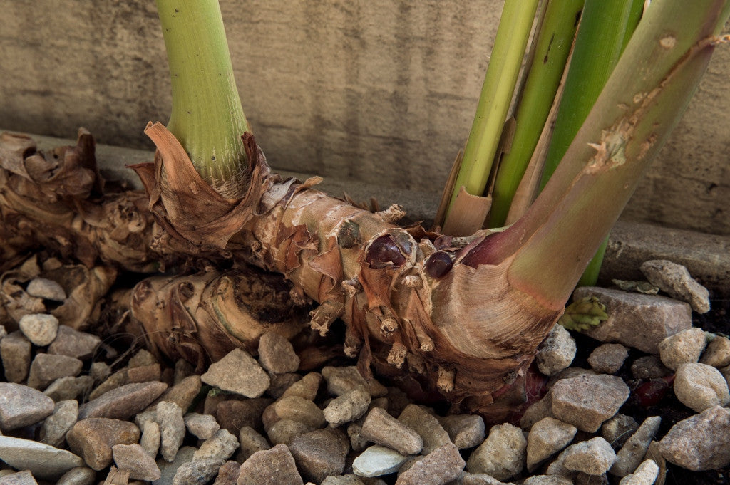 Butterfly Ginger Lily - 3 rhizomes