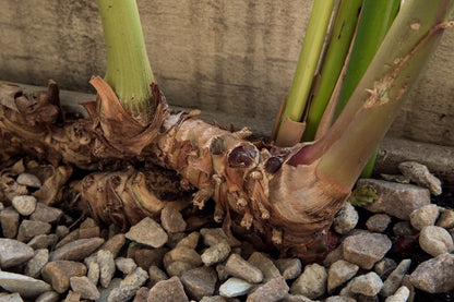 Butterfly Ginger Lily - 3 rhizomes