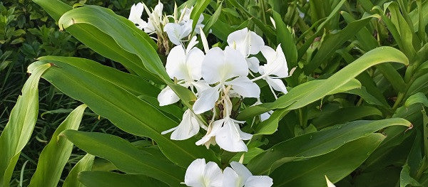 Butterfly Ginger Lily - 3 rhizomes