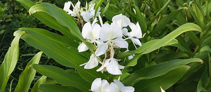 Butterfly Ginger Lily - 3 rhizomes