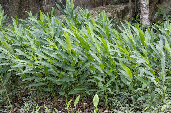 Hedychium coronarium 'White Ginger Lily'