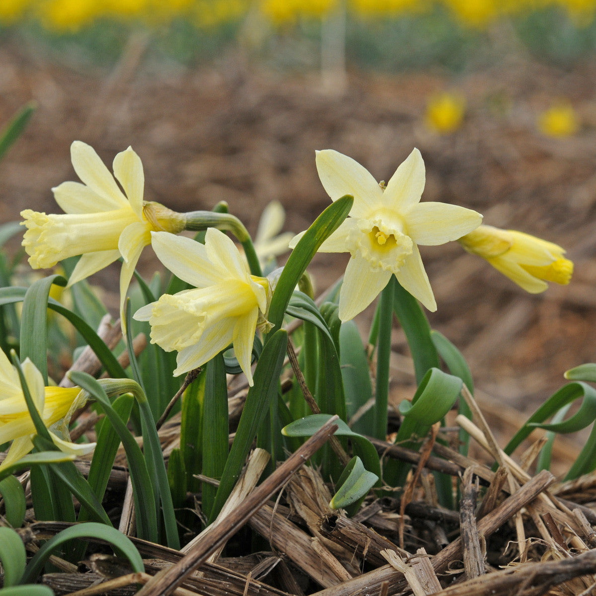 Daffodil 'Gipsy Queen' - 5 bulbs