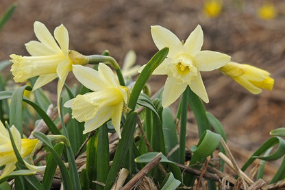 Daffodil 'Gipsy Queen' - 5 bulbs